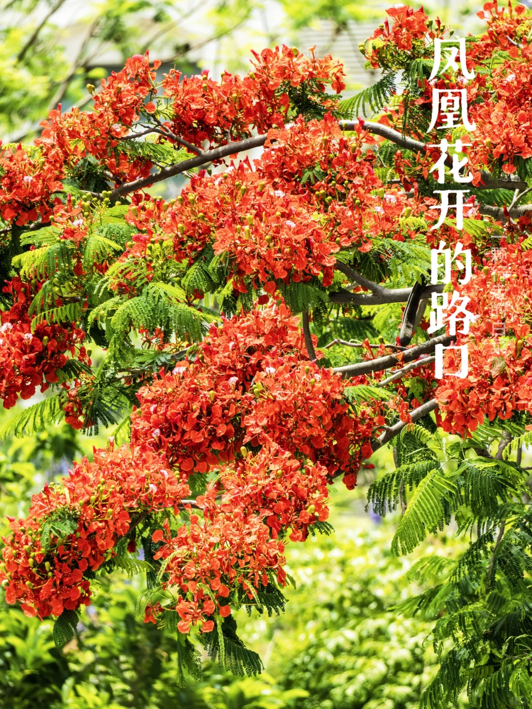 深自然 | 凤凰花开，又是一年毕业季