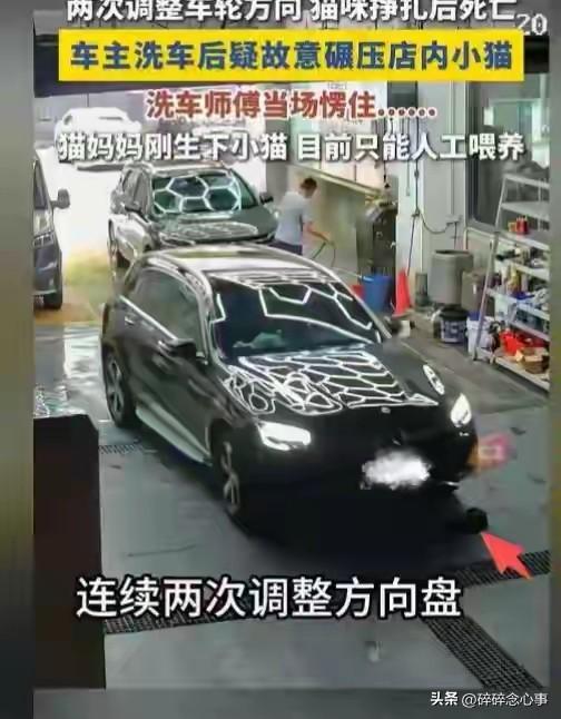 真特么气炸了！
佛山那个开奔驰的男人，生生把一只刚生完小猫的母猫给压死了——不是