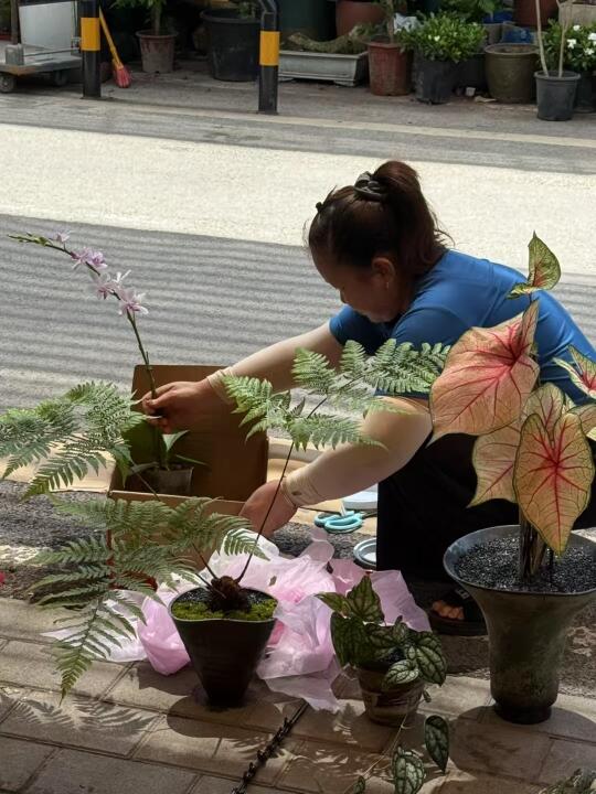 重庆植物店/送送送！