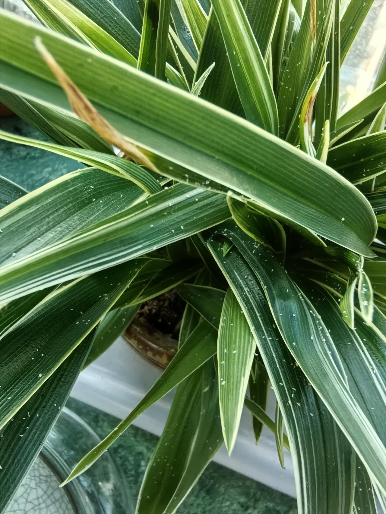 我的这盆兰花突然长了很多密密麻麻的小白点。

有没有懂行的友友知道该如何养护？