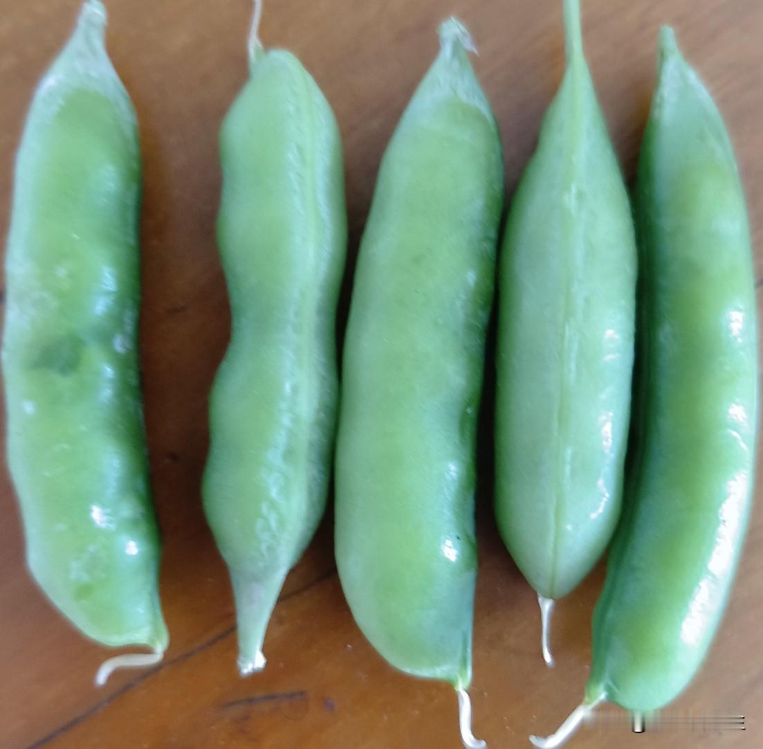 后院老妈种的豌豆熟了，摘了满满一小捧。豆荚绿油油油亮，摸起来饱满厚实，捏一下能感