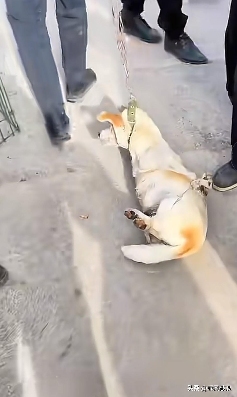 眼前这只花狗，在主人喂食时咬破了主人的手指，随后它的命运便是被主人捆绑着拖去狗市