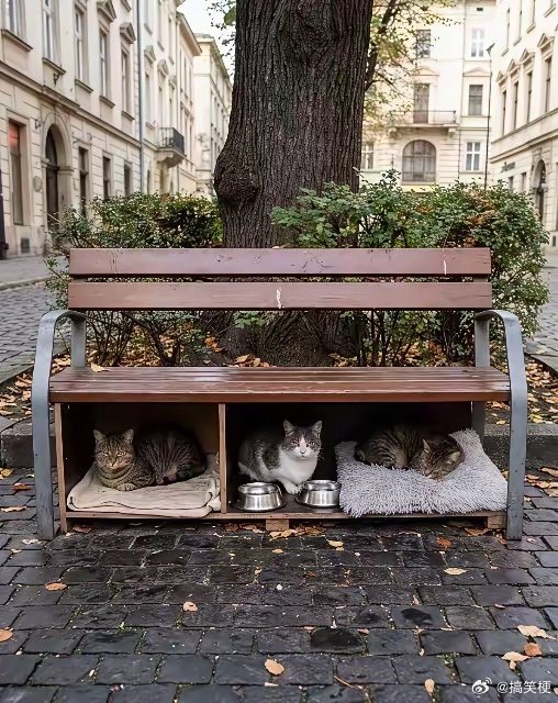 城市流浪猫的庇护所💕 