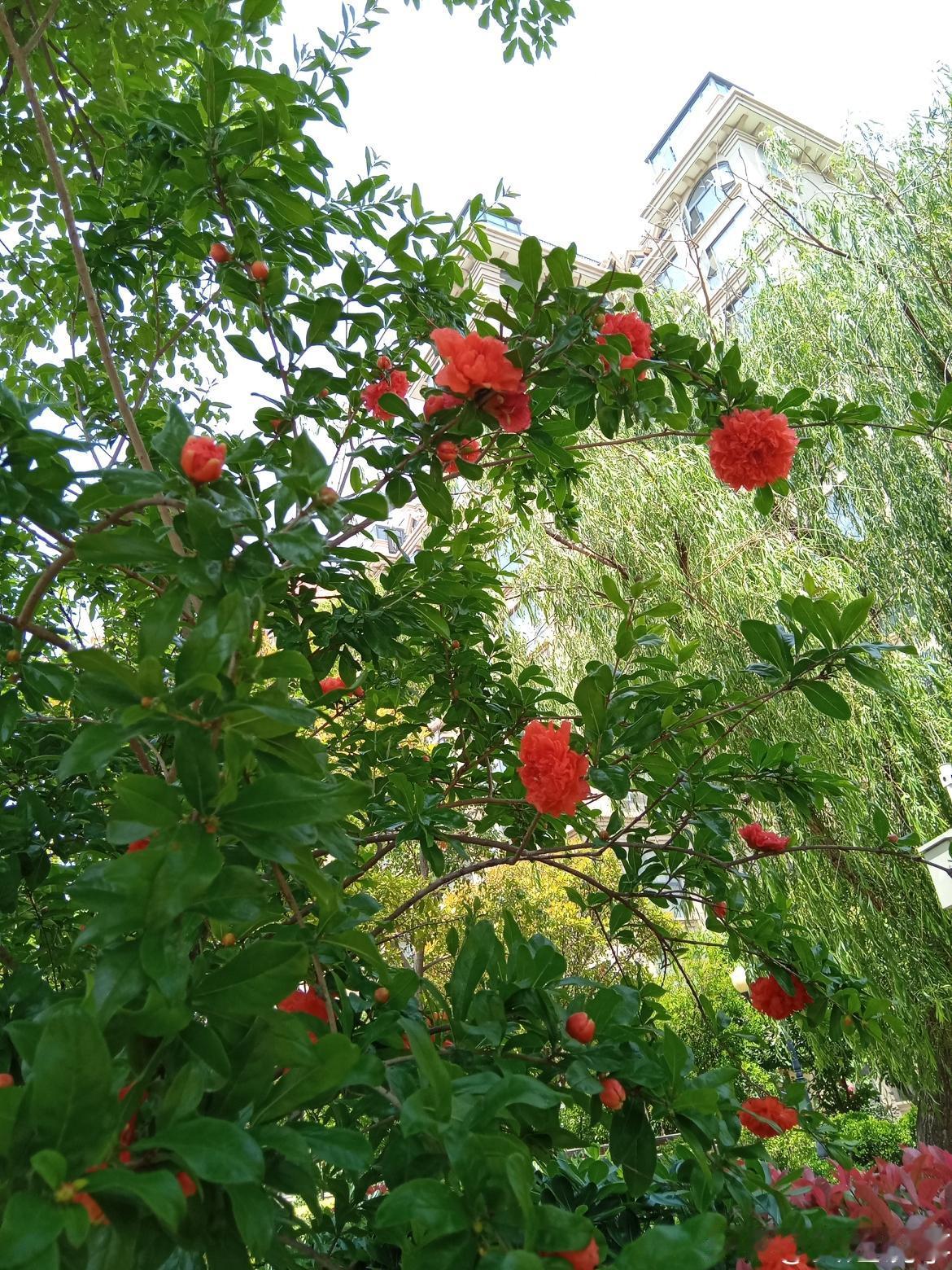 石榴花开红似火
初夏最美的颜色，一定是热烈明艳的石榴红🌺。
 
翠绿枝叶间，一