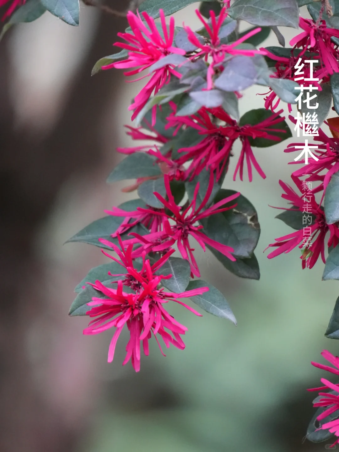 枝头的“红丝带”，青春在此绽放