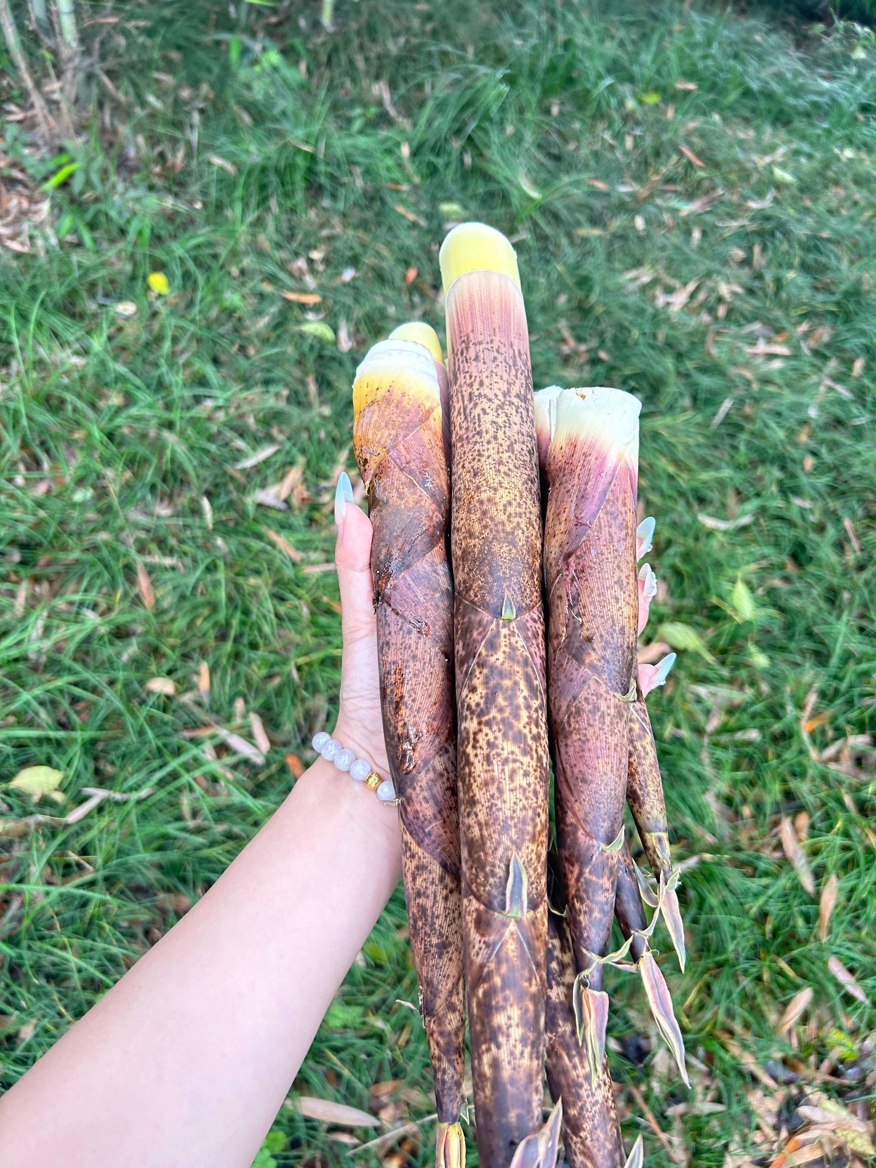 每天最解压的就是挖笋笋 