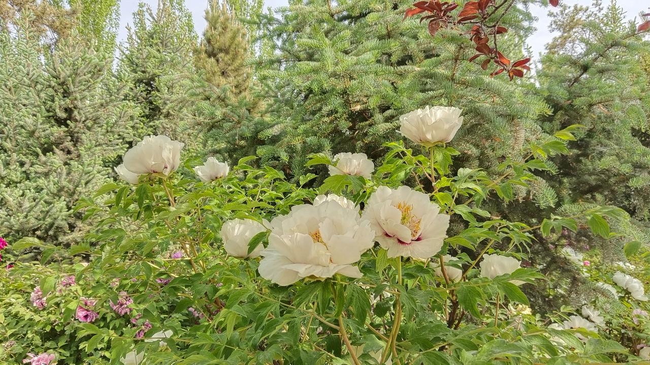 ，什么花都行
