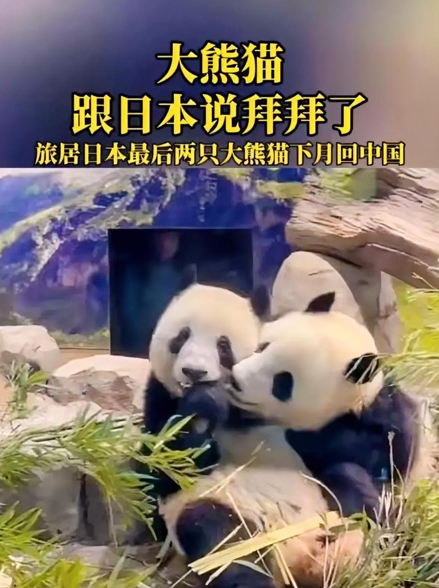 12月15日，日本东京都政府官宣，上野动物园的大熊猫“晓晓”“蕾蕾”2026年1