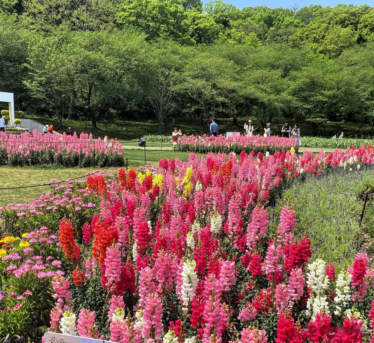 姹紫嫣红游花会
身手不凡闲姿态