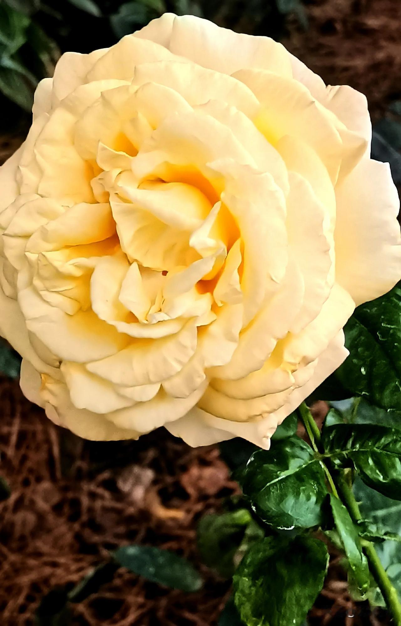 月季花赏析
拍摄于大同市平城区御河东岸生态园
随拍寒露月季花 美丽月季随拍 随拍