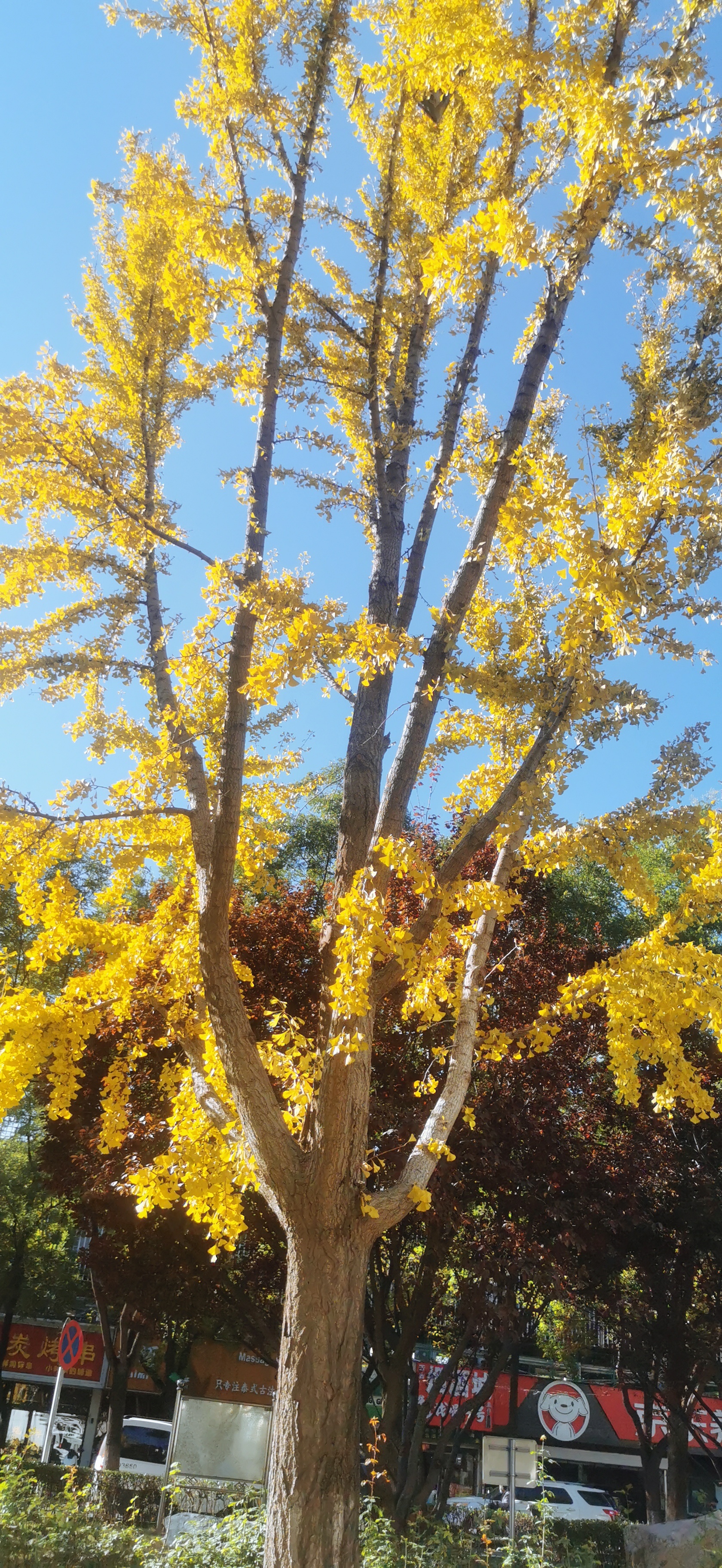 哪个颜色好看？ ​​​