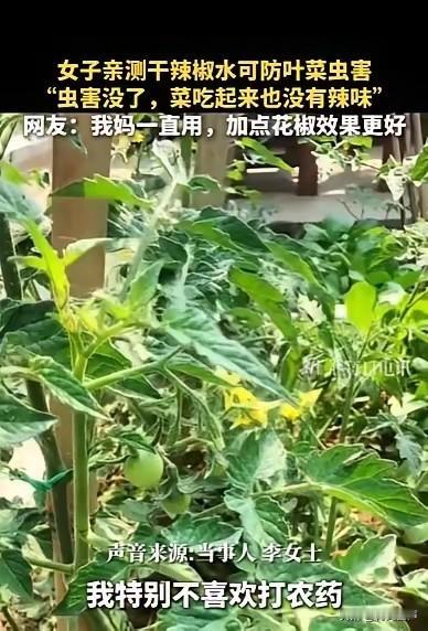 河北石家庄，一女子种了两年半叶菜，屡次被蚜虫啃成“蕾丝”，草木灰、大蒜水全试遍，
