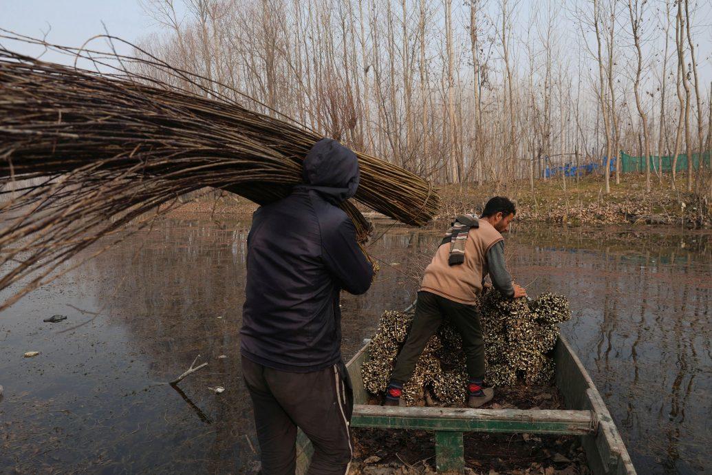 印度是全球最大的大米出口国，在截至2025年3月的2024/25财年出口了202