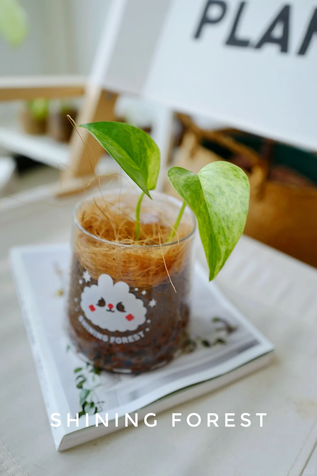 适合新手养的去班味桌面植物🪴
