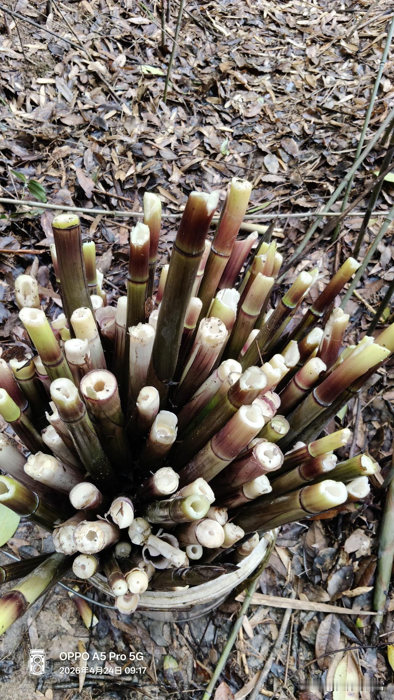 城郊采摘雷竹笋，实在是一次趣味十足的体验！万源市长坝镇白燕溪村，200多亩雷竹笋