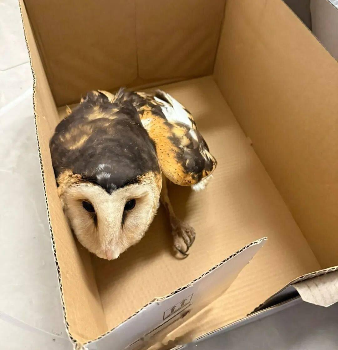 【金华路边捡到的怪鸟是国家二级保护动物 】“我在路边捡到一只鸟，长相很特别，可能