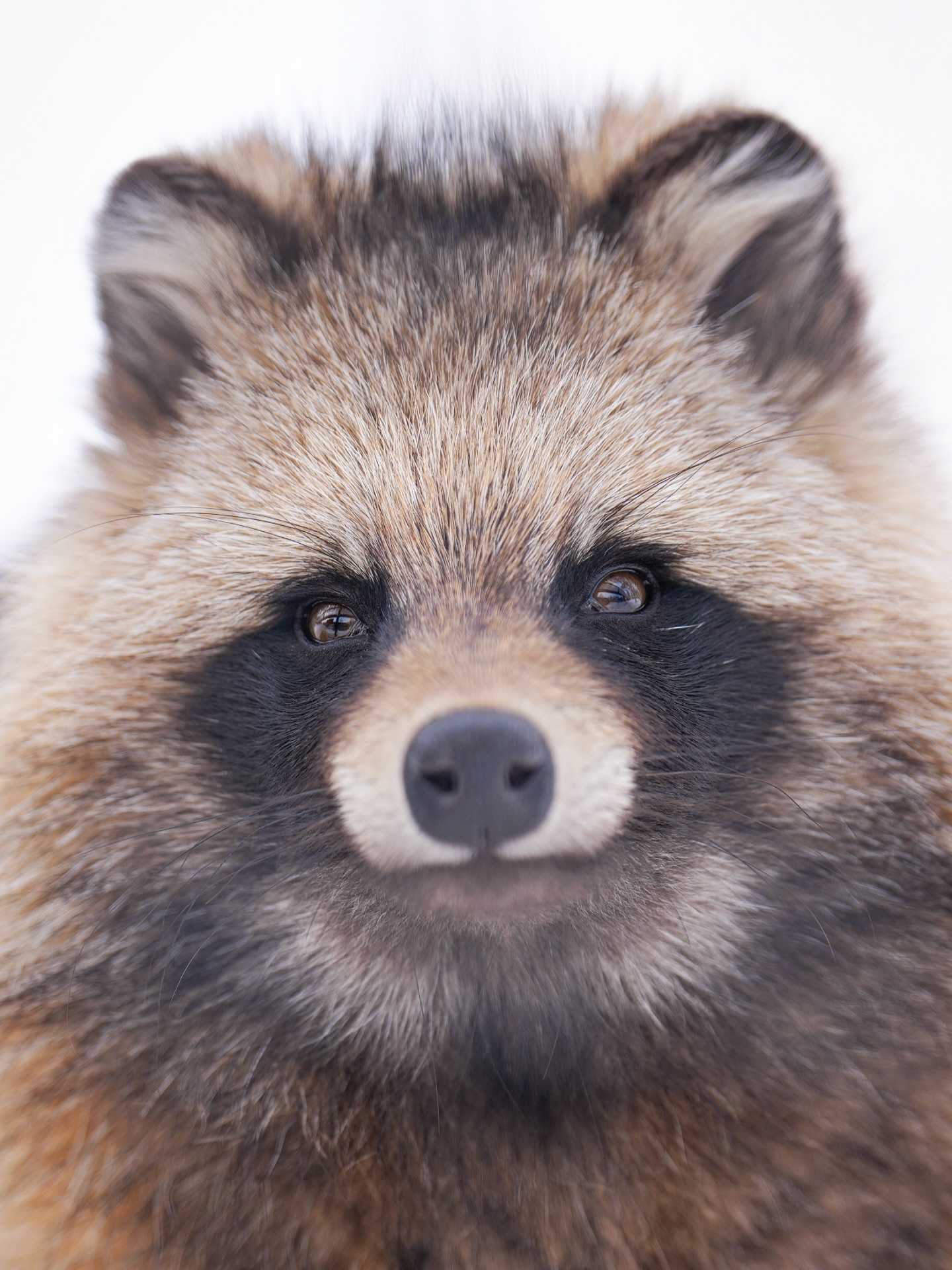 貉子浣熊 我们中间混入了一个异类猜猜是图几？【ins：taonuki22】 