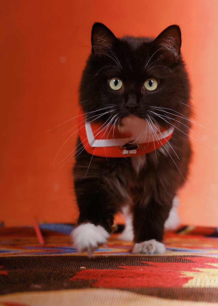 去您床上撒尿！daily奶牛猫 （投稿：） 