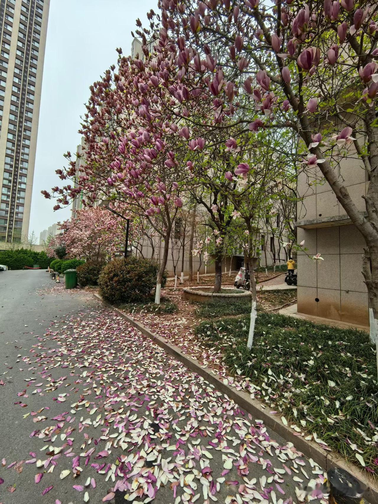 花赶着趟地开，看花的人赶着趟地看。

韶光匆匆，春花纷纷开且落。