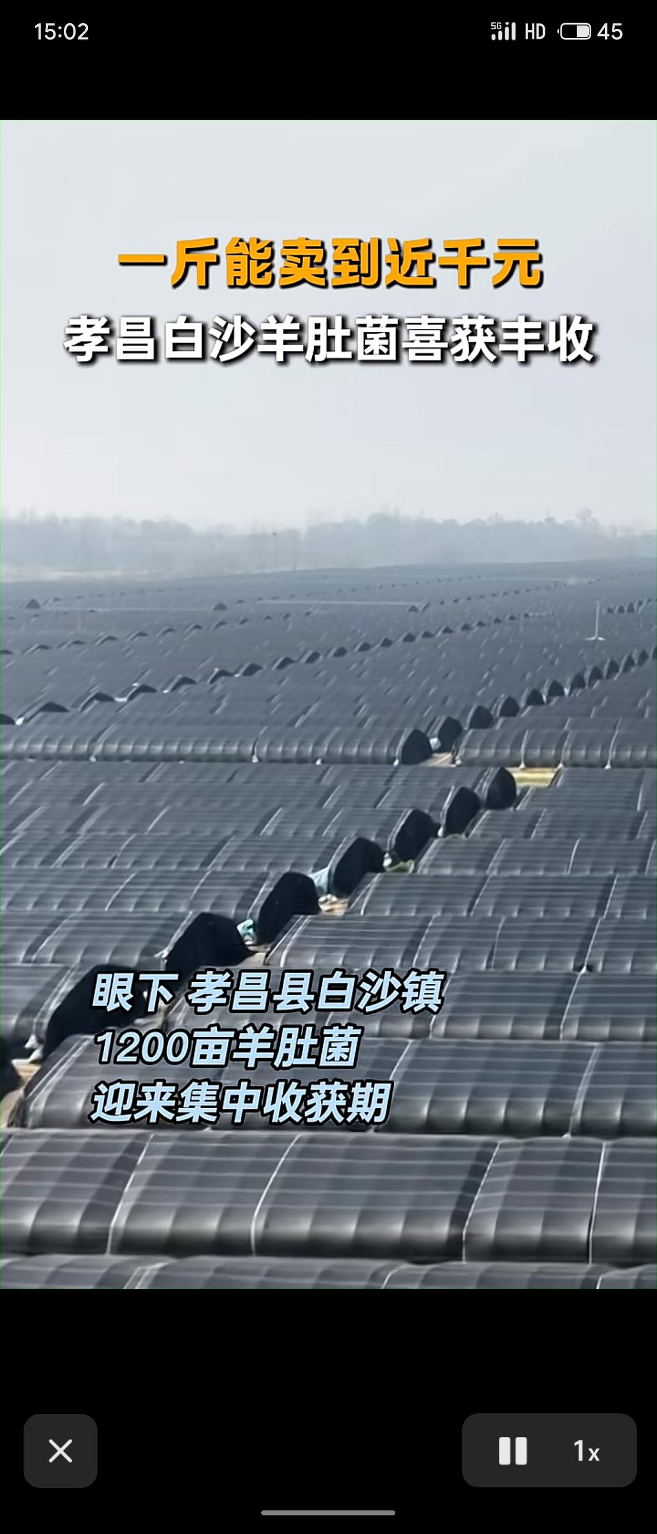 湖北孝昌县白沙镇1200亩羊肚菌进入集中收获期，近期日采收量达3万至4万斤，年产