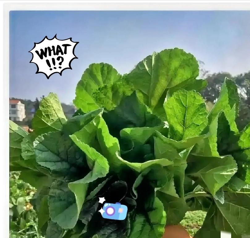 工厂招工，现在全变味了。以前是厂门口贴张红纸，你进去，跟厂里签合同，拿底薪，算加