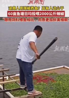 不敢相信，居然有人用辣椒喂鱼。今日有网友向媒体投稿一段长沙县用辣椒养鱼的视频。