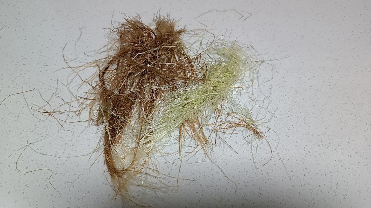 有认识的吗？据说它泡水喝能降血压。我准备试试。