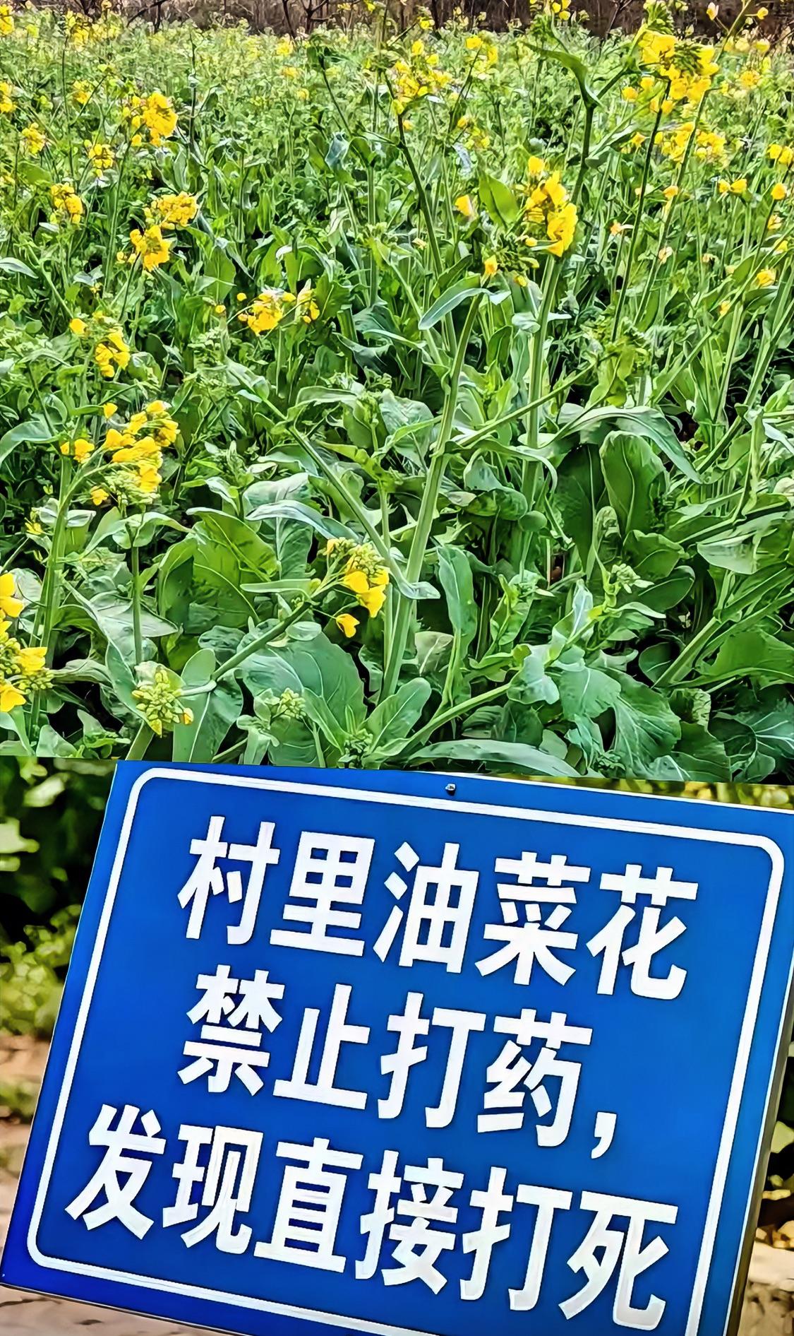 是谁主导安排打的“烈性”药？
多地油菜花田在花期打药至蜜蜂大量死亡一事闹的沸沸扬