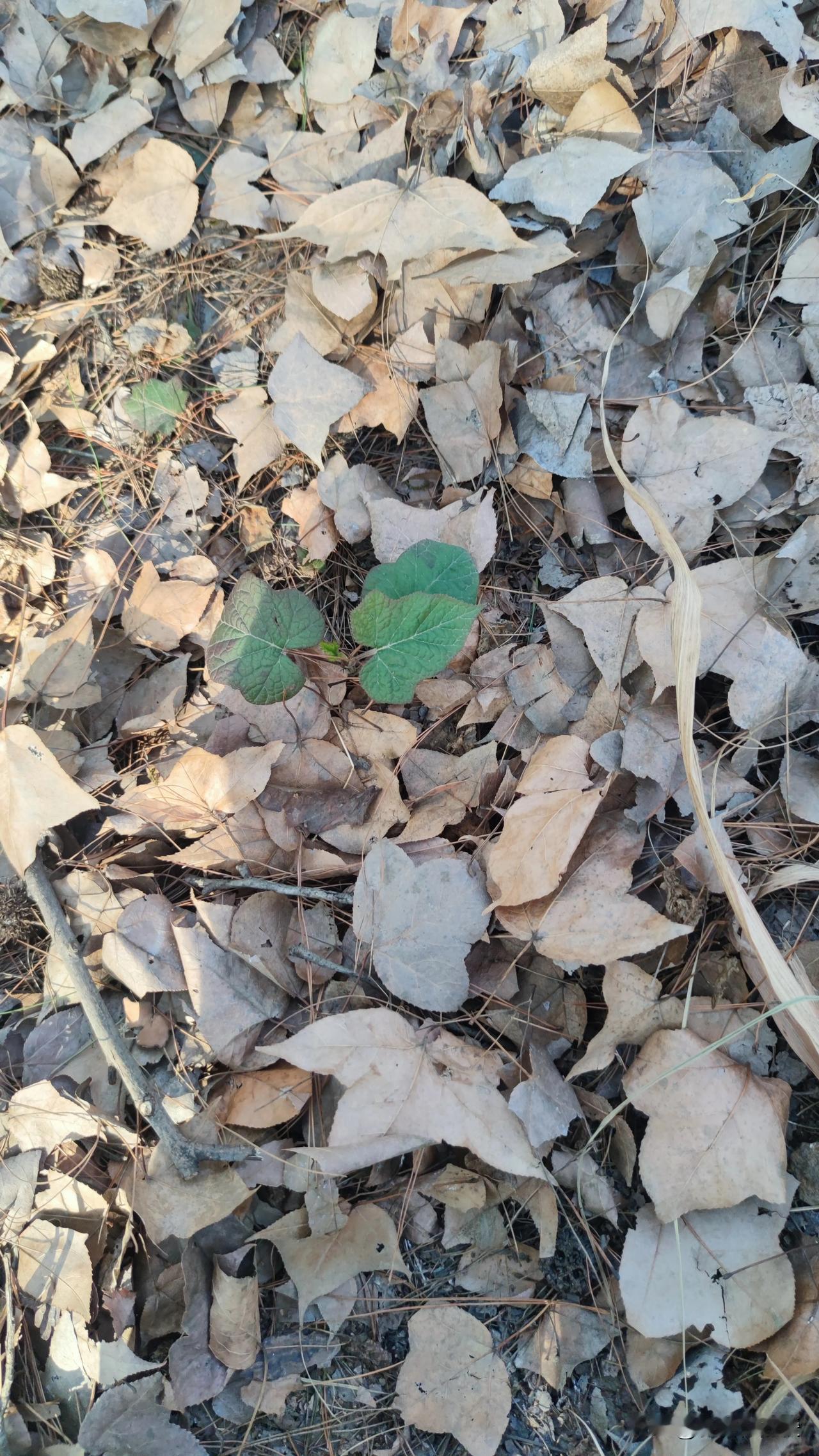 颜值、才华、人品，哪个对人最重要？这就像问巧克力、蛋糕和冰淇淋哪个最好吃，很难抉