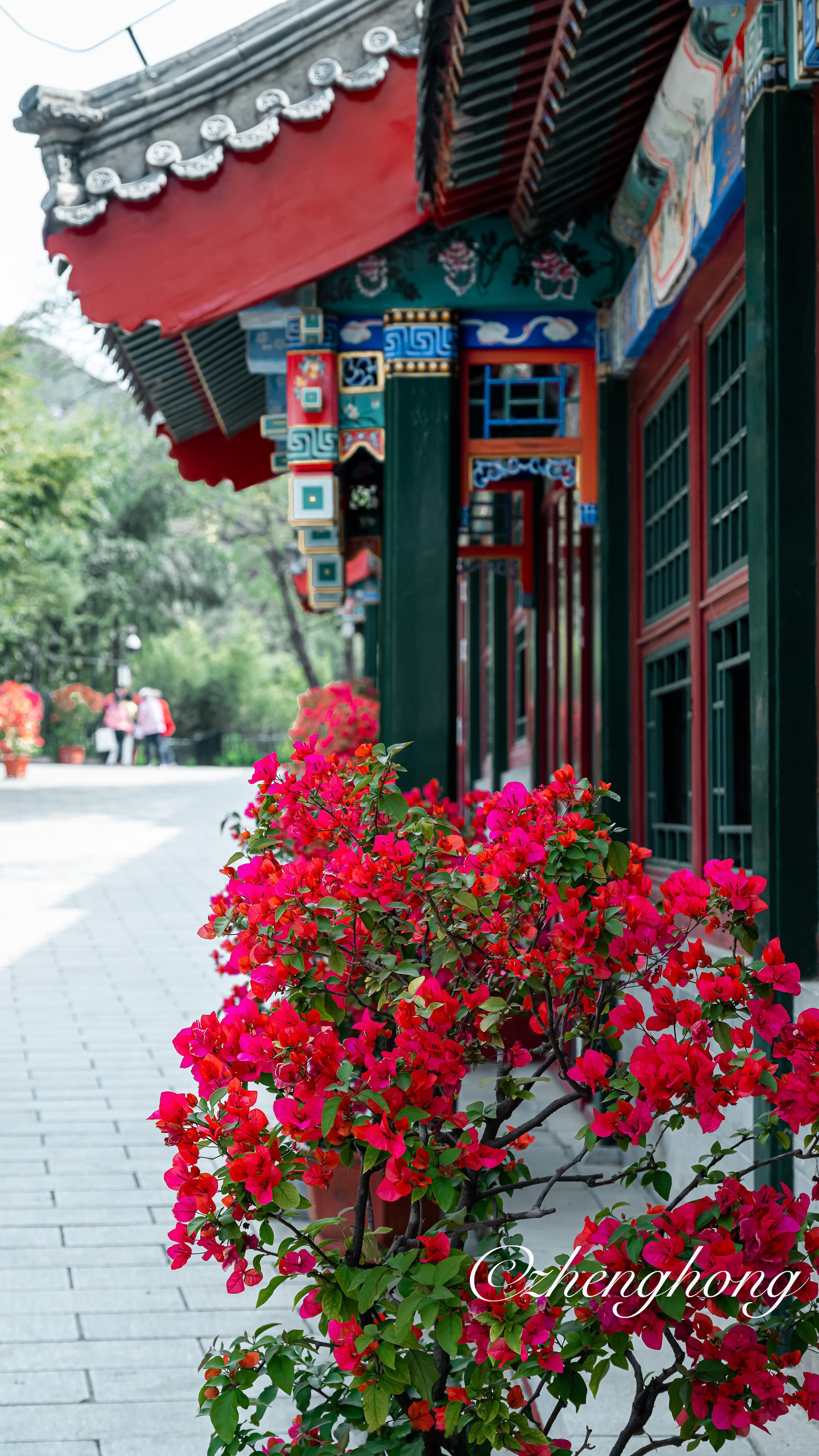 红螺寺 古建三角梅摄影