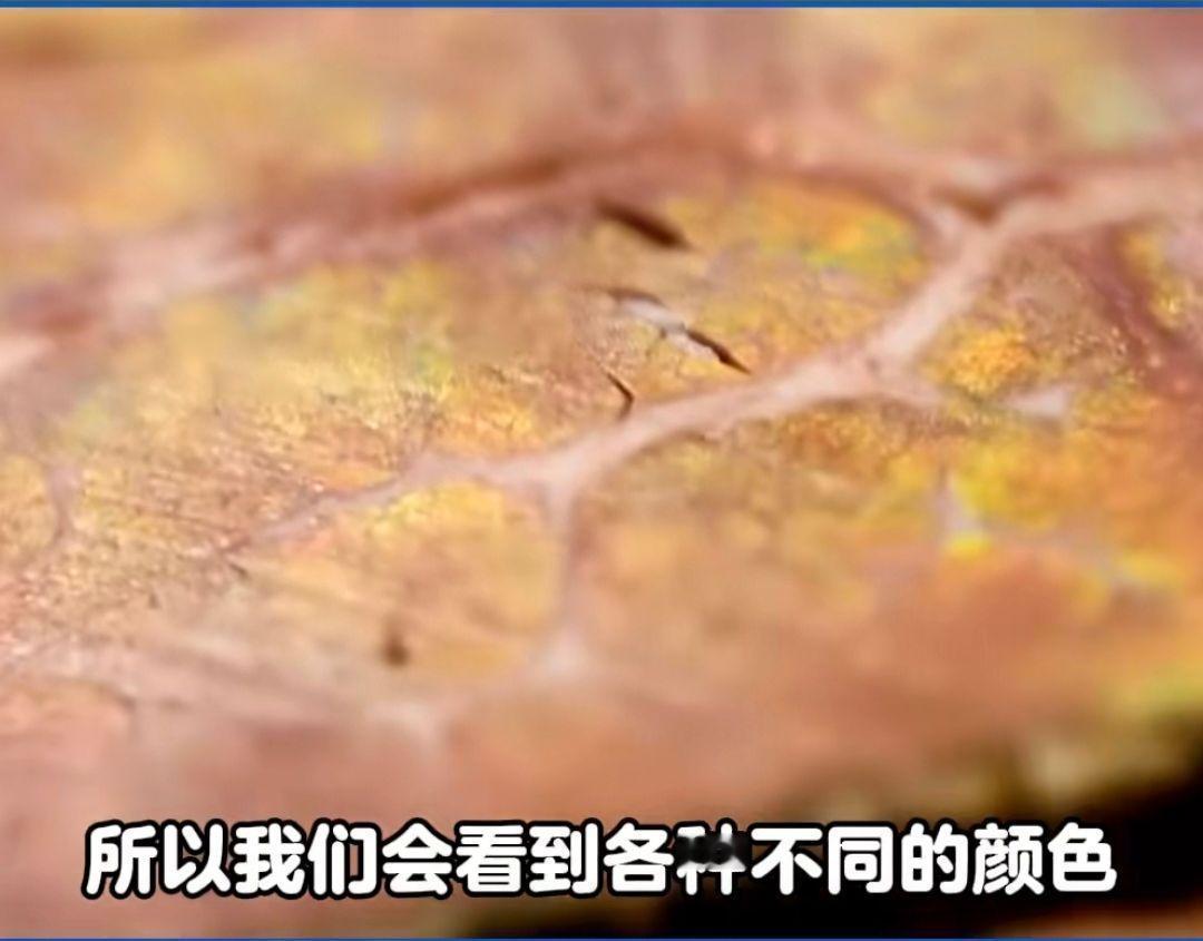 #为什么吃的牛肉有时是彩色的#牛肉纤维相对较粗，被横切之后参差不齐，形成了光学上