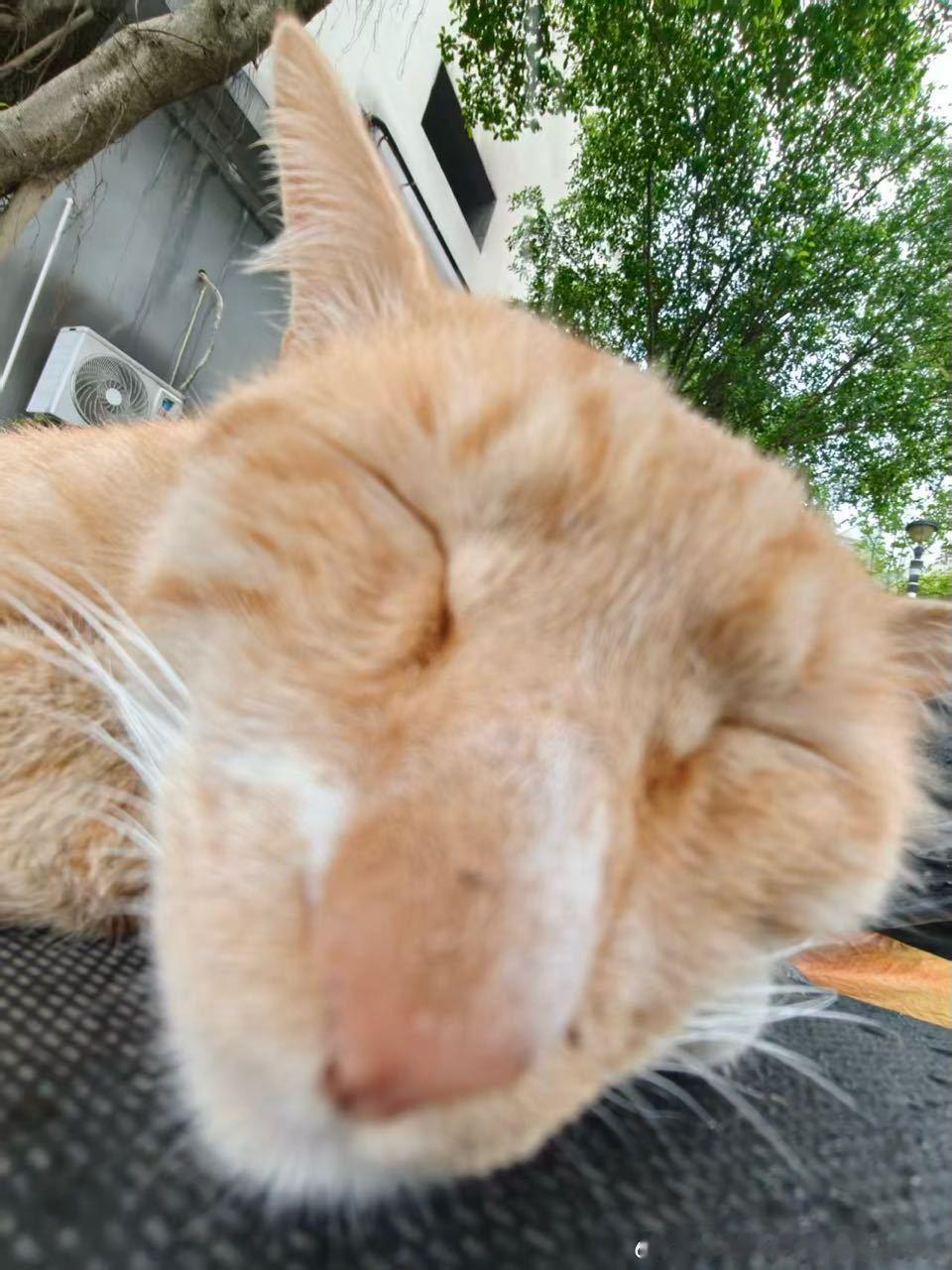 49737【丑猫】学校的驴 