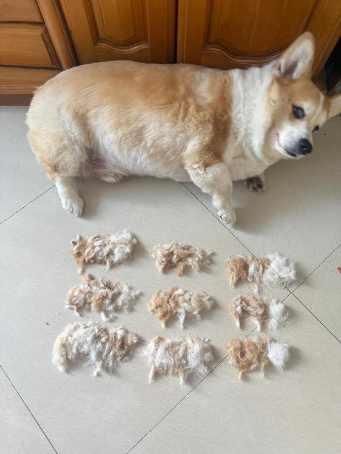 胖修勾无痛生了9个孩子
