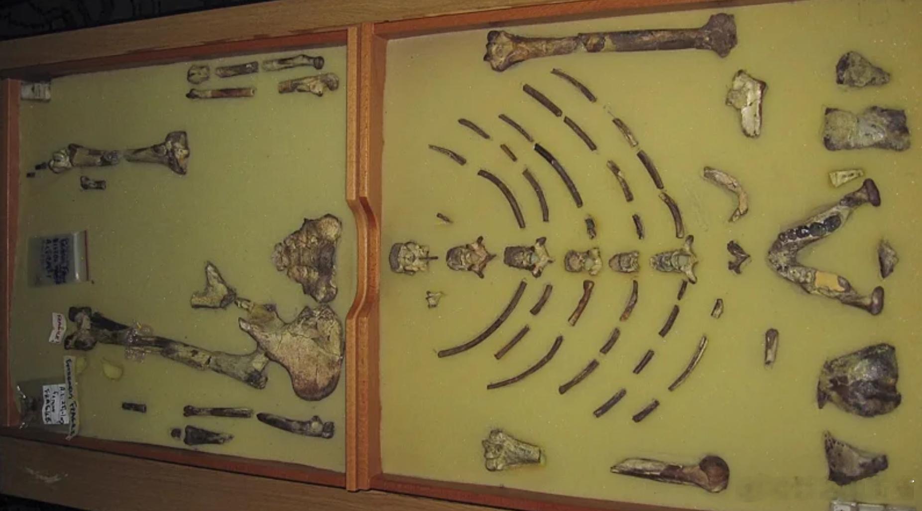 【研究证实远古人类新物种存在！“露西”祖先地位或受挑战】海外新鲜事 科学家最新研