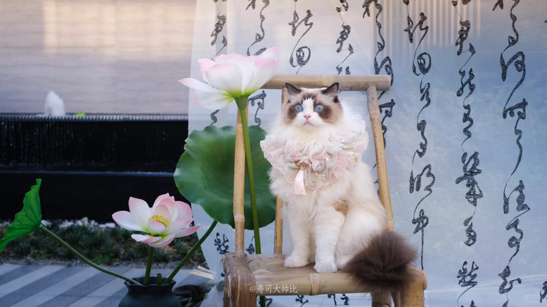 妈妈 今天可以吃月饼吗？🥮