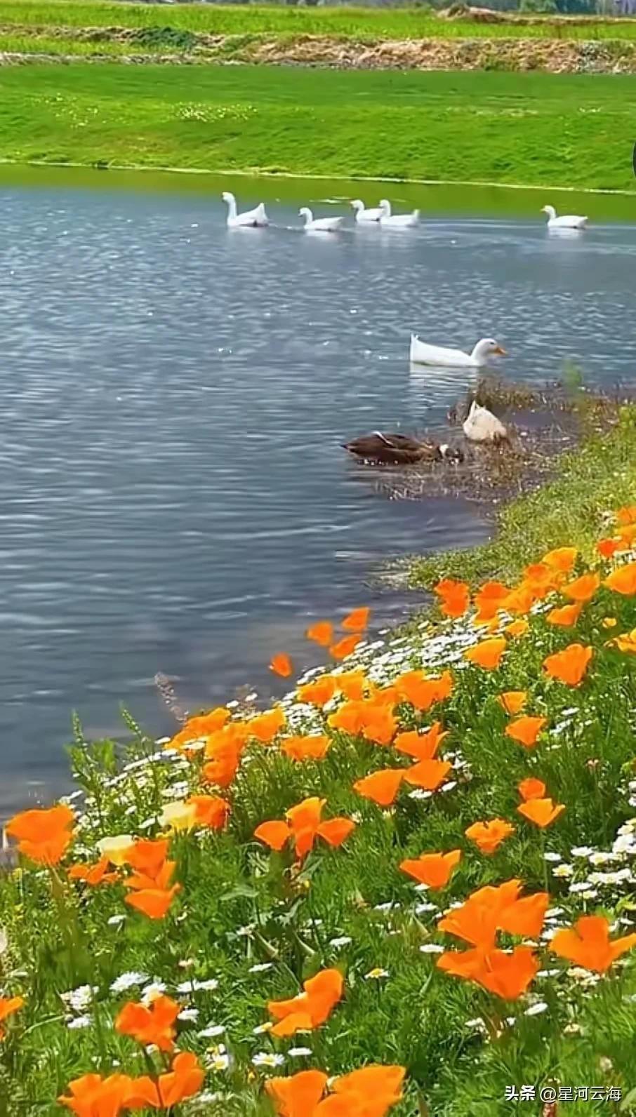 人间最美四月天，
风和日丽百花艳。
山美水美人更美，
鱼潜鸟鸣蝶翩跹。