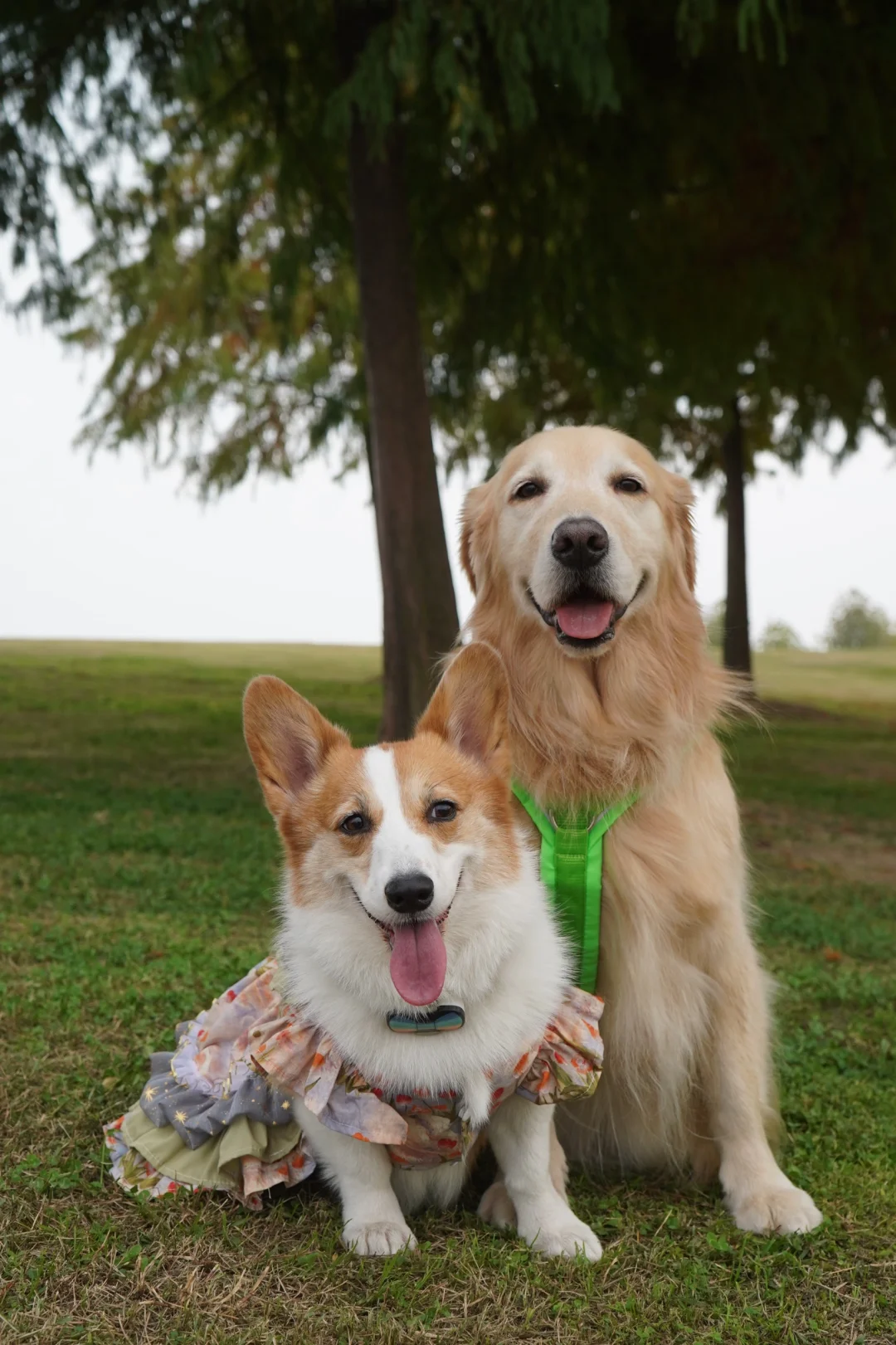 小流浪的这个冬天好难过啊