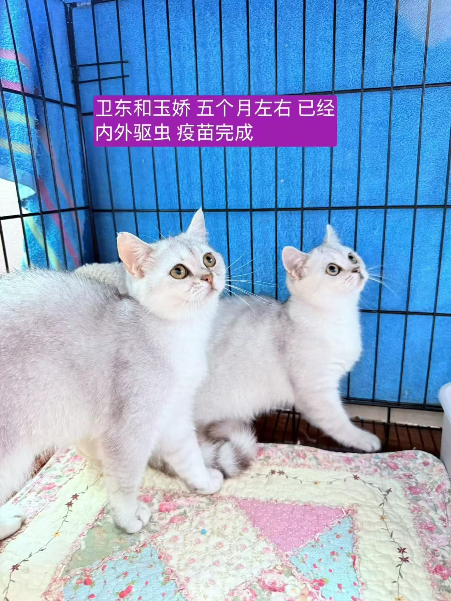 玉娇我刚给安排了绝育，说真的，被遗弃的这几个猫猫都胖了一大圈了，还没找到家，真让