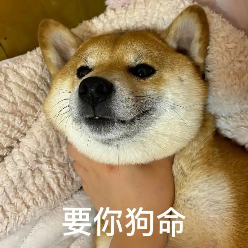 建议大家多向小狗学习 简单热爱生活，直白表达欢喜，烦恼不过一夜，快乐永远在线。 