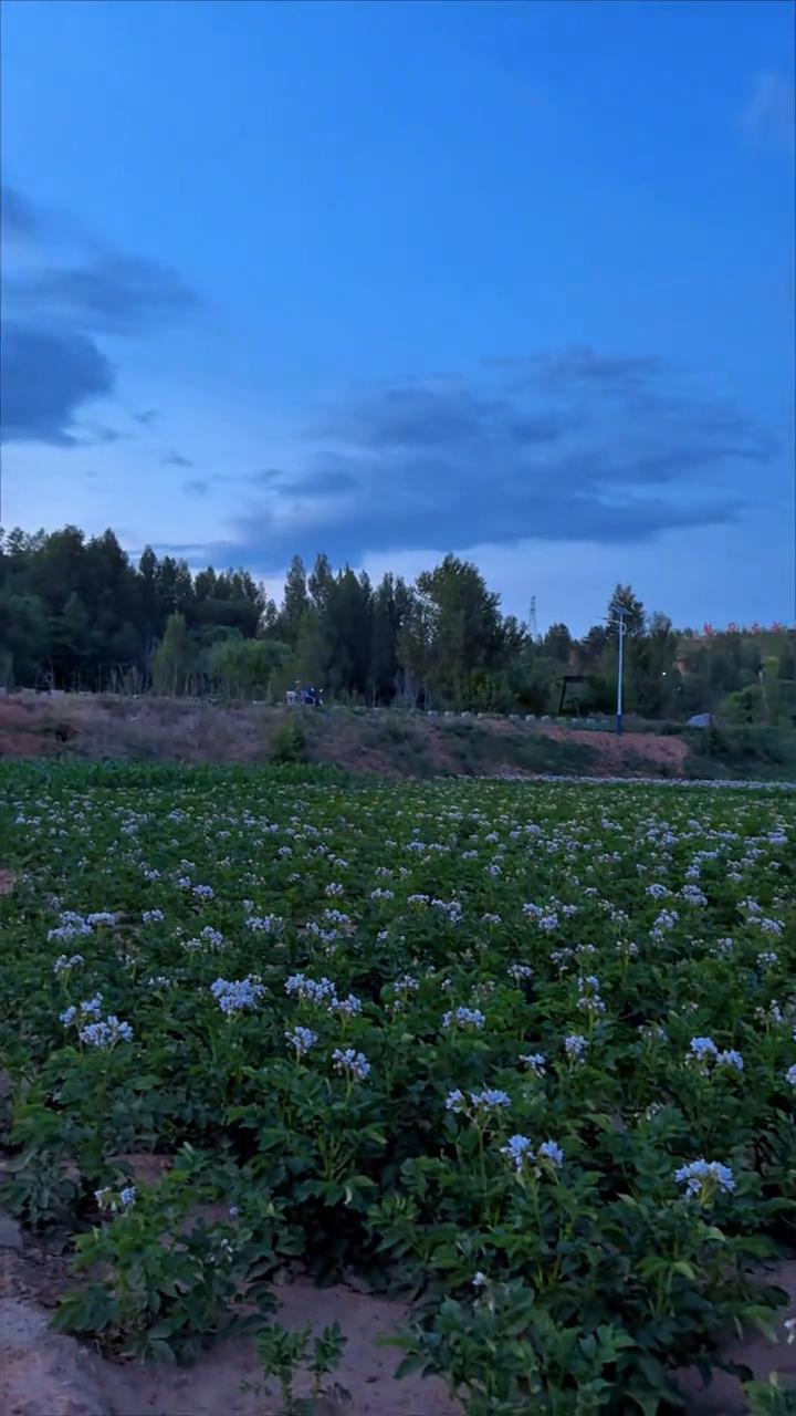 干活就戴个草帽，天黑了回家了，回家吃豌豆了。小时候我爸那会开四轮，你知道吗？四轮
