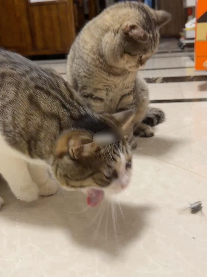 小猫第一次见到知了记录小猫第一次看知了 ​​​