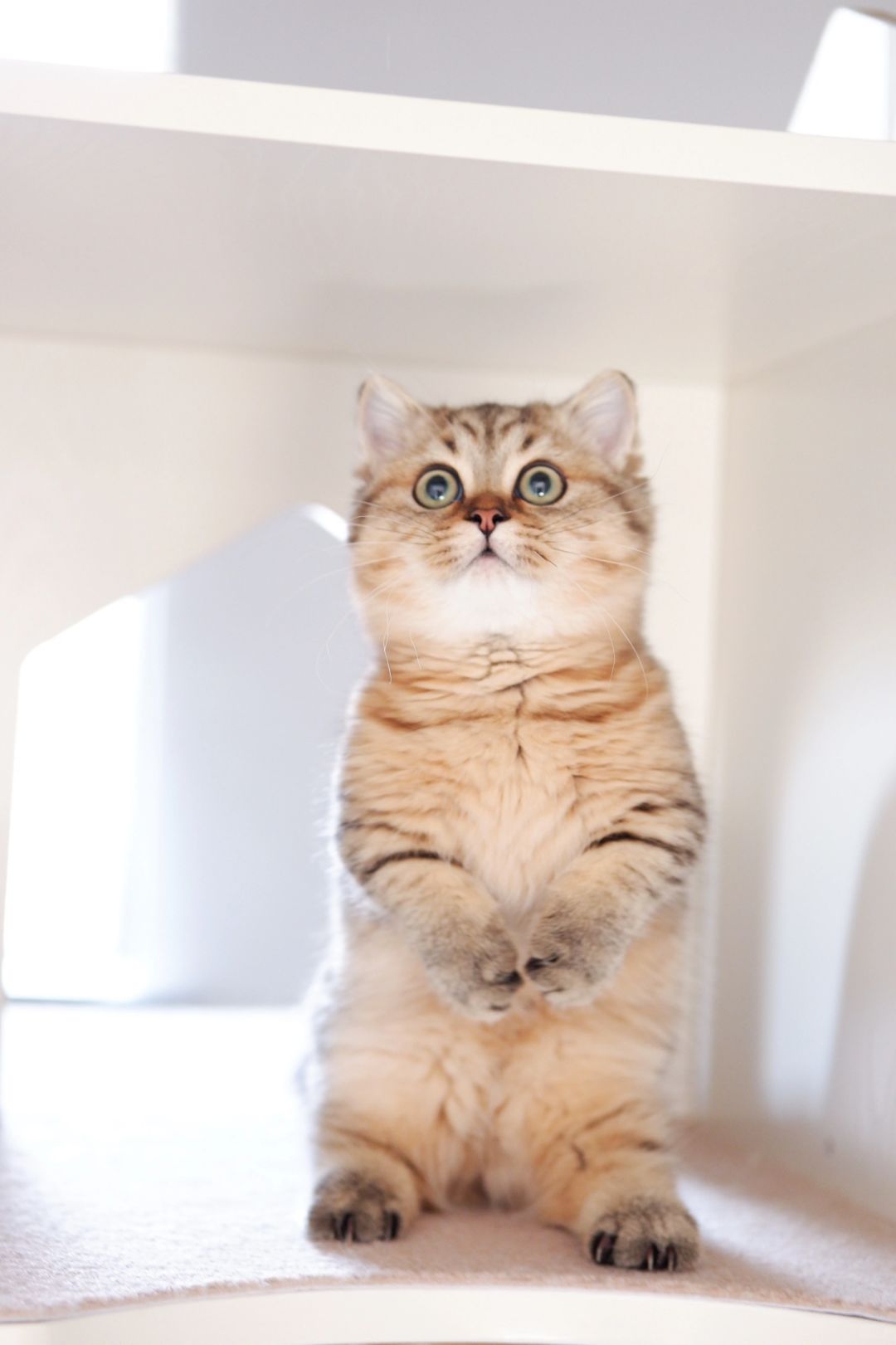 我是虎虎小乖乖 金虎斑矮脚猫