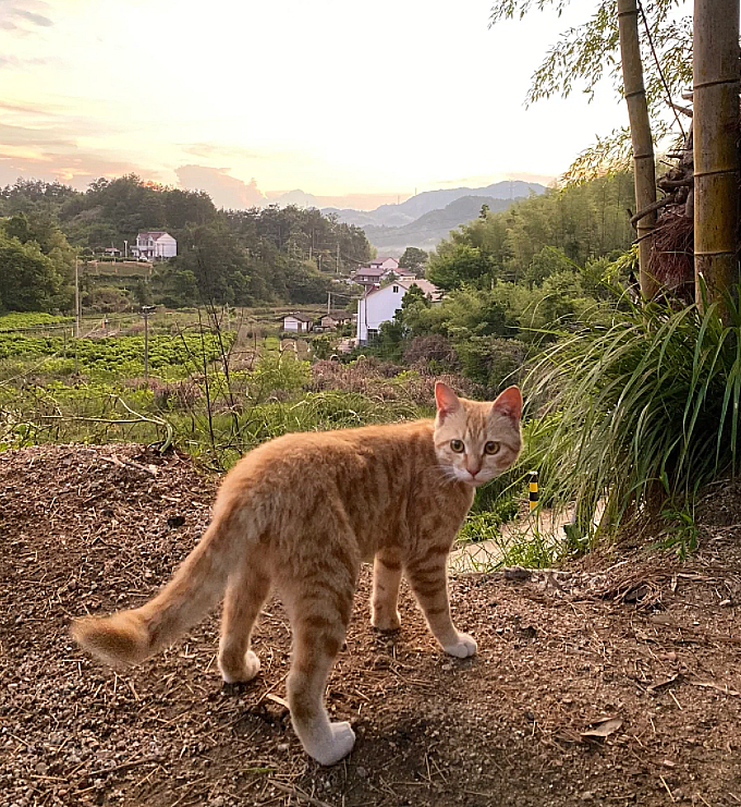虽然生活在农村，但，我也是全家人的”掌中猫“家里好吃的都会有我一份，我爱睡哪里就