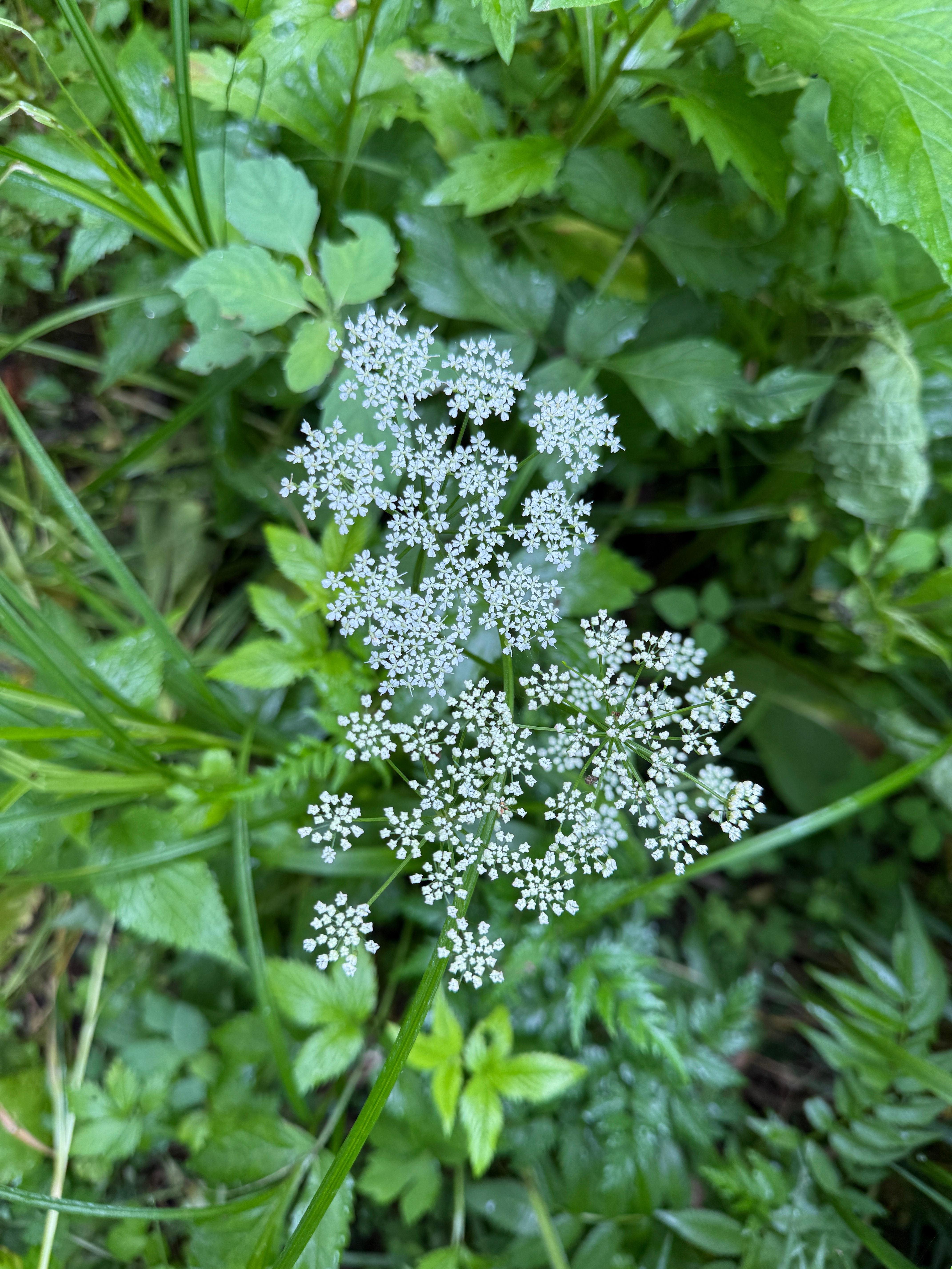 早。端午安康。五点半爬山。山泉水好凉啊。 
