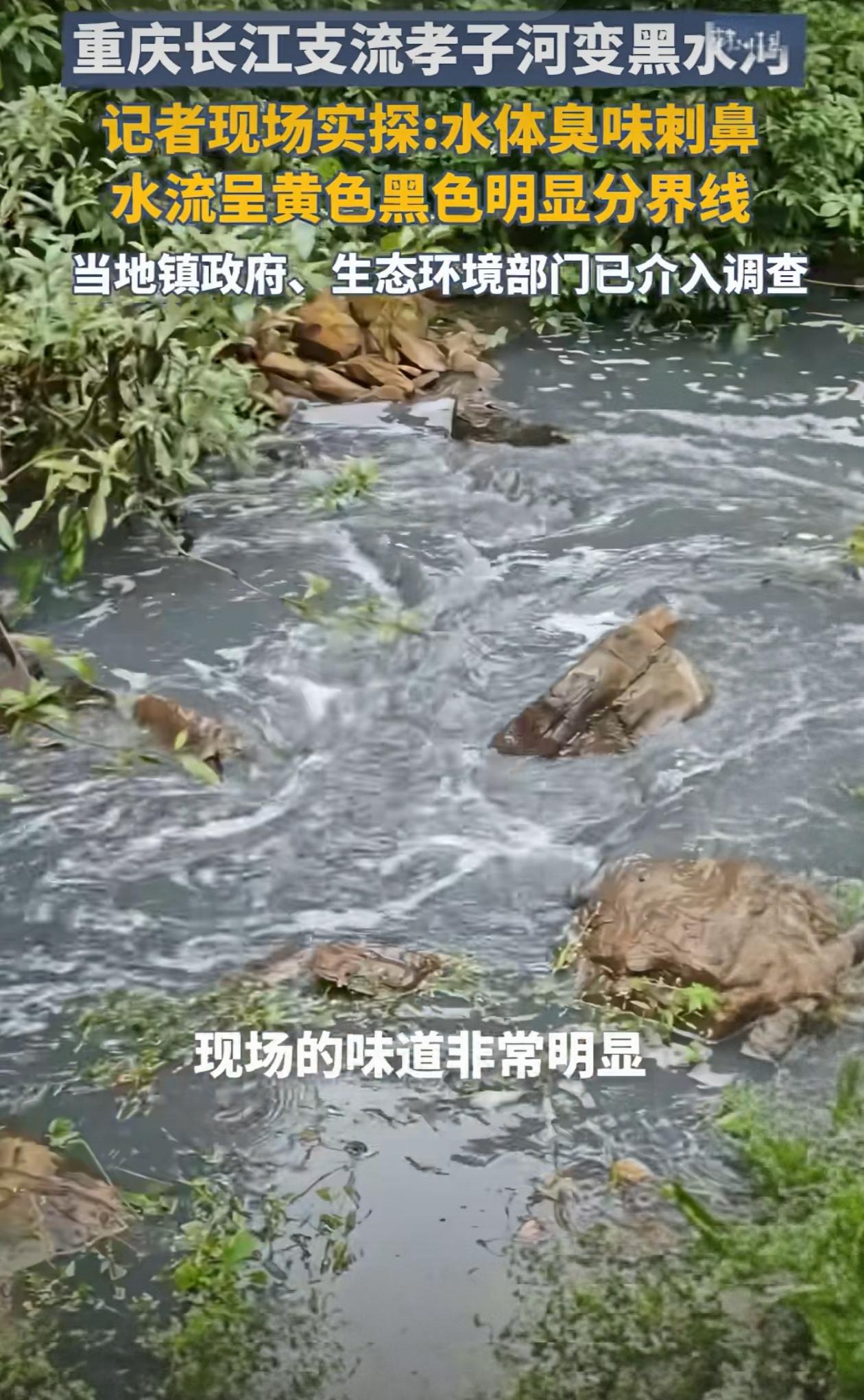 重庆长江支流孝子河水变黑，并且有异味散发，目前相关部门已进入调查，希望不是长江上