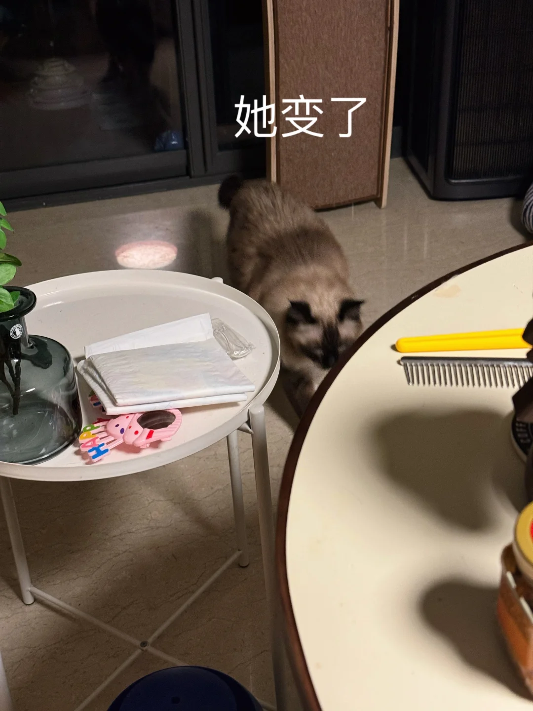 新出道的黑吃黑组合