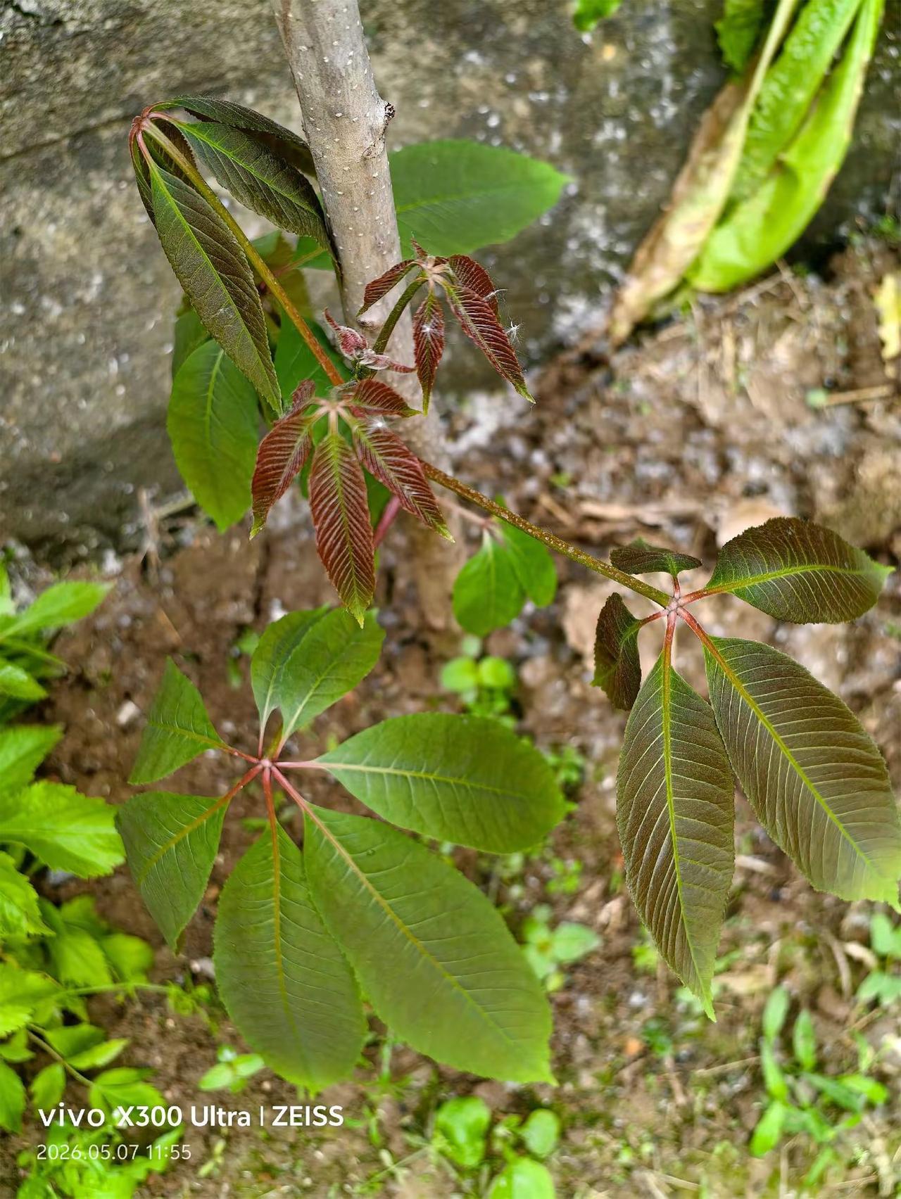 网上买来的丁香花树。其实是棵七叶树。真是防不胜防啊。