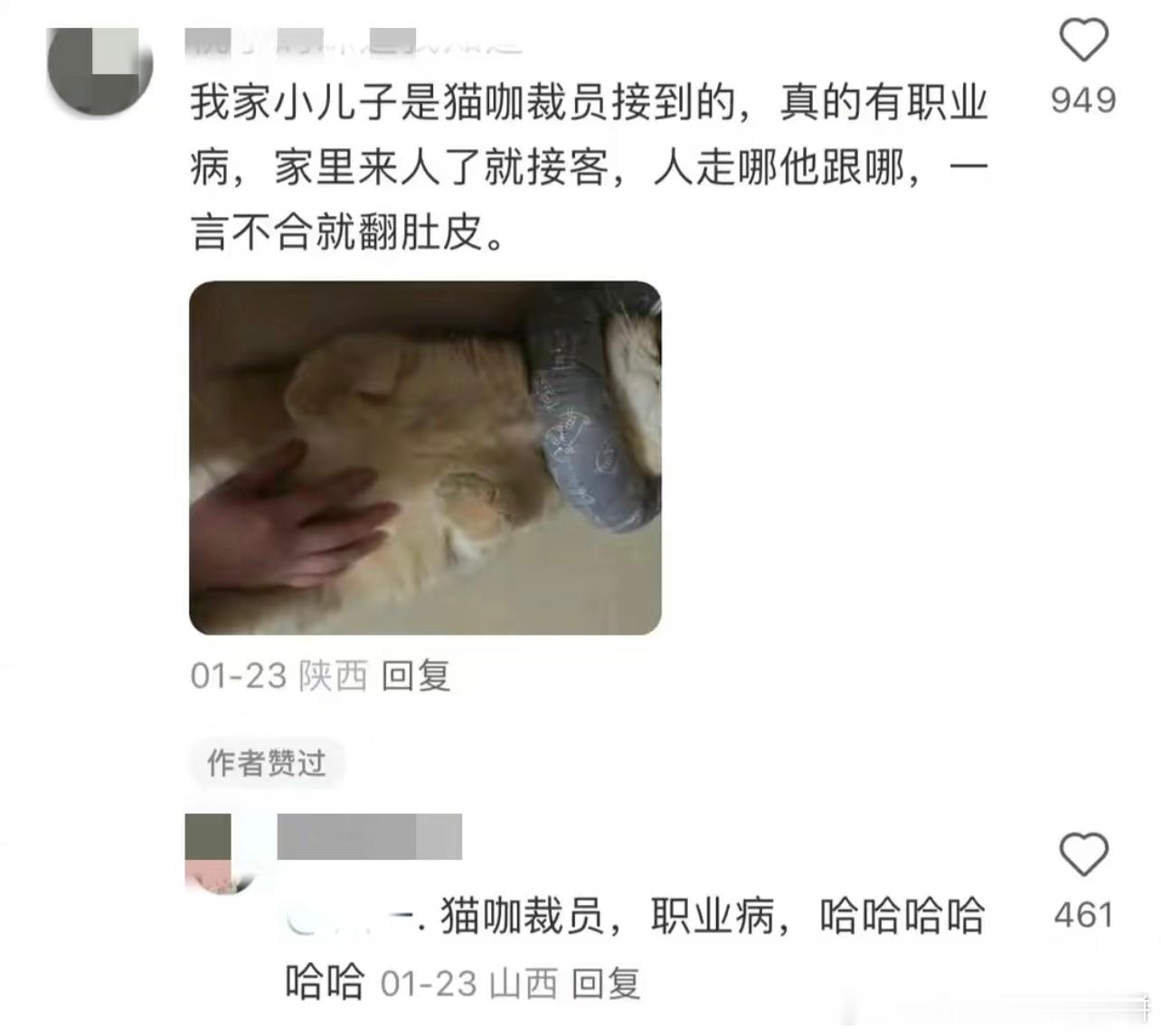 猫猫上班也有职业习惯 ​​​