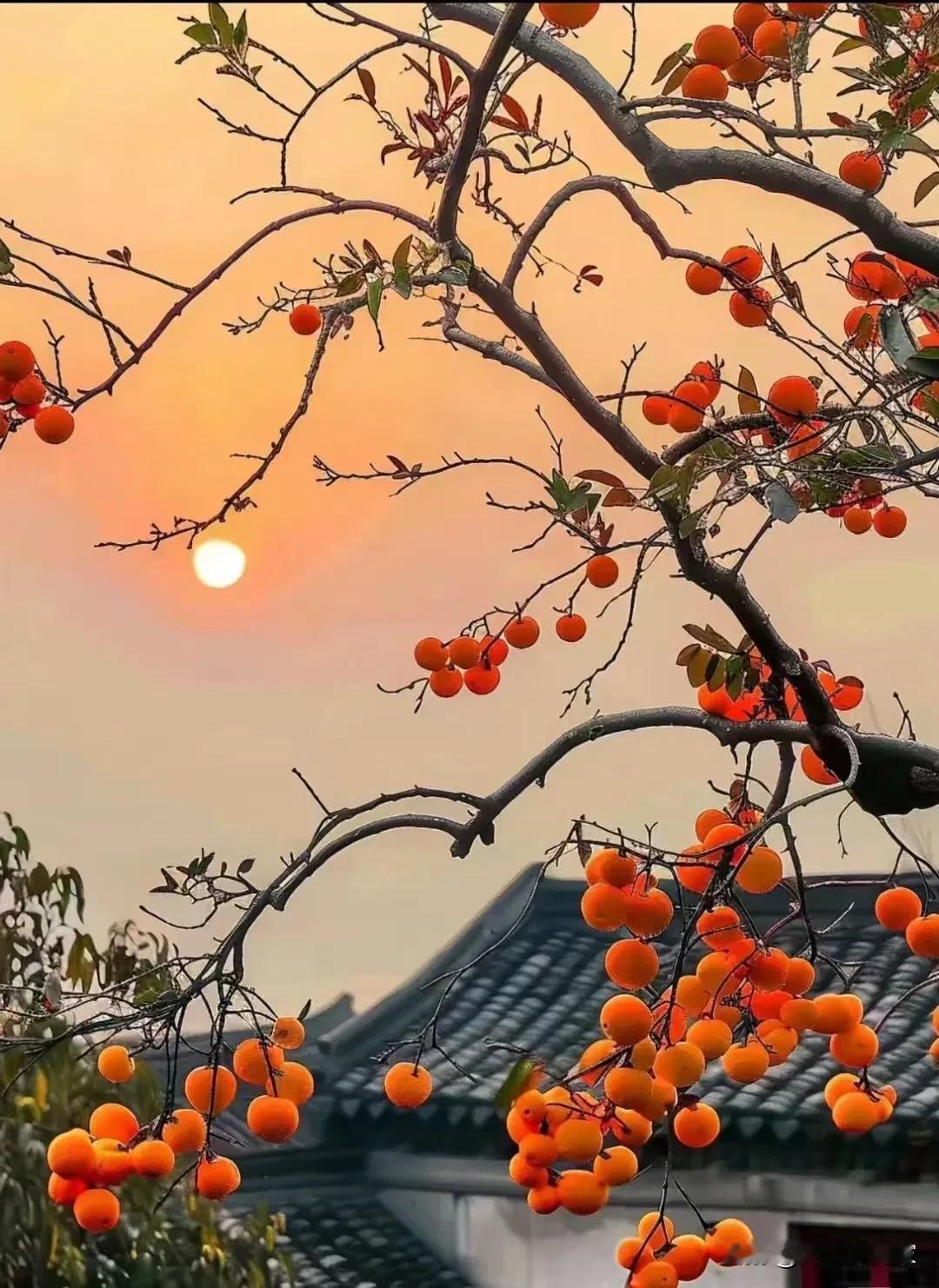 柿子挂枝头
万事都如意
 


