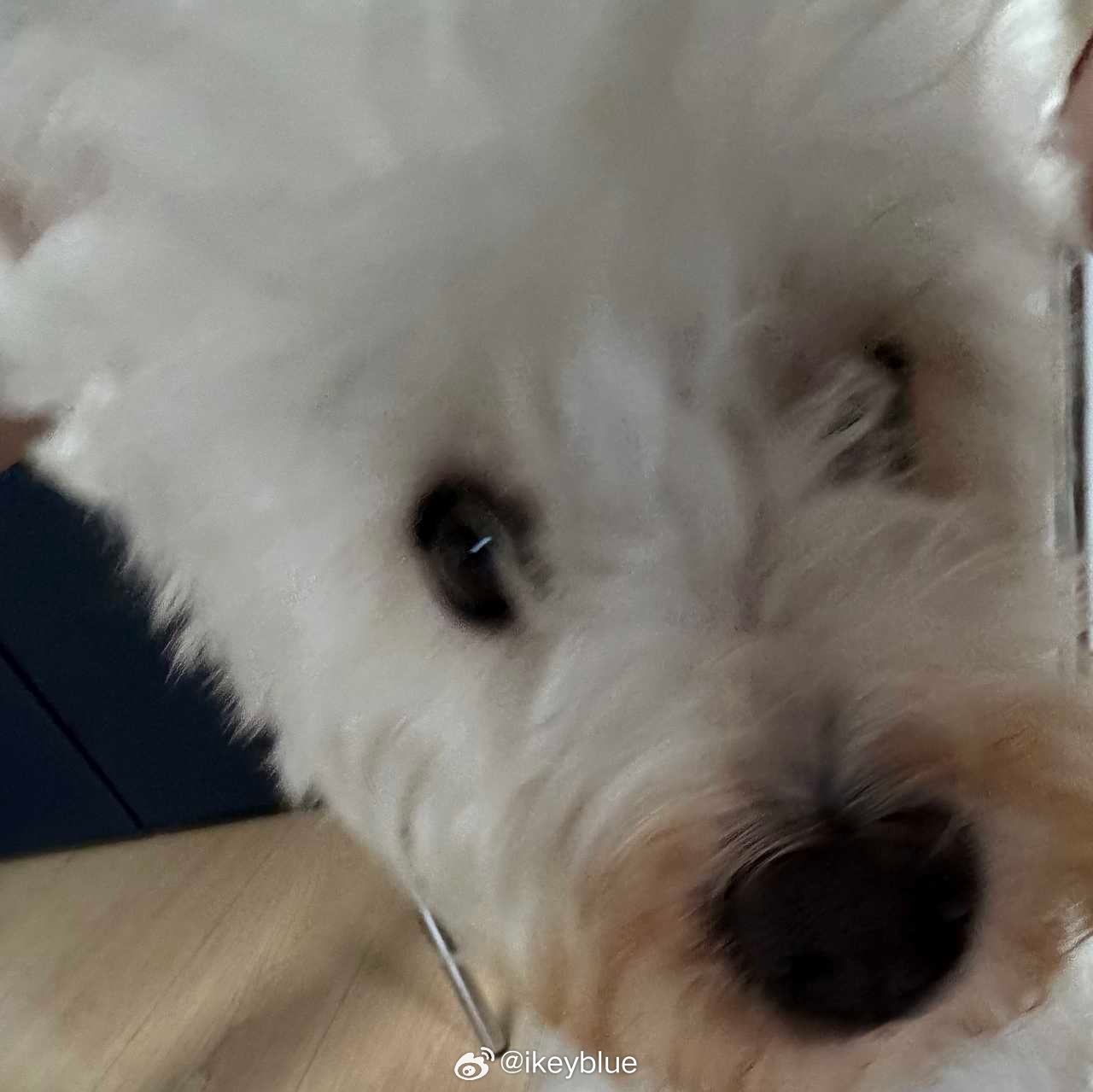 细看真的好残忍啊 